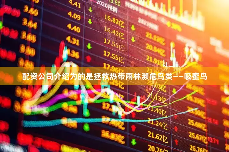 配资公司介绍为的是拯救热带雨林濒危鸟类——吸蜜鸟